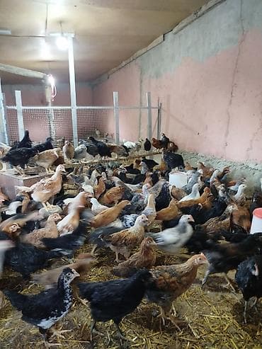 cuce satışı: Toyuq cücələri, Damazlıq — 3