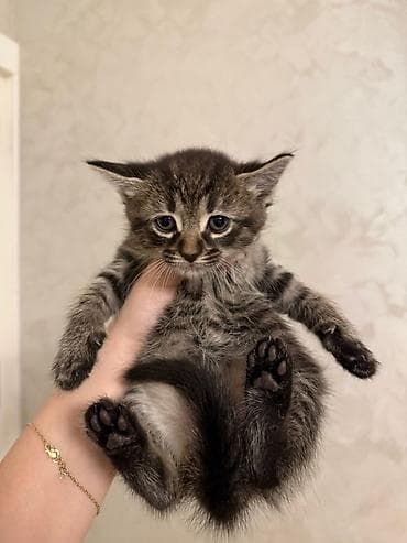 cutlesme pisik: Tabbi, Erkək, Dişi, Yaxşı əllərə, Ünvandan götürmə, Pulsuz çatdırılma — 2