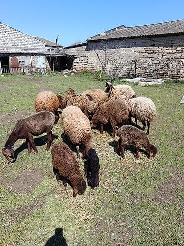 diri qoyun satisi: Ana bala qoyunlar satilir — 2