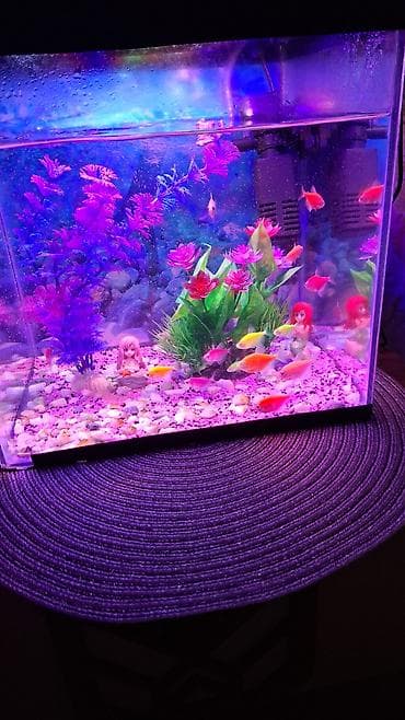 kompressor akvarium: LED işıqlı akvarium komplekti - Şəffaf şüşə akvarium, kompakt ölçülü — 2