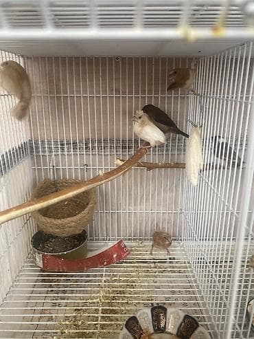 Pişiklər: 5 eded bengal 
Qiymet 5 aitdi
Qefes SATILMIR — 2