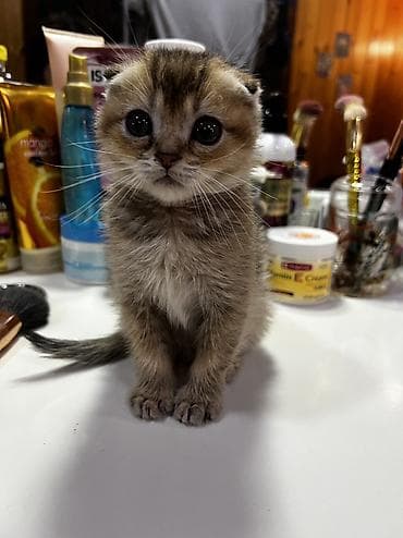 pişik: Qızıl şinşilla — 3