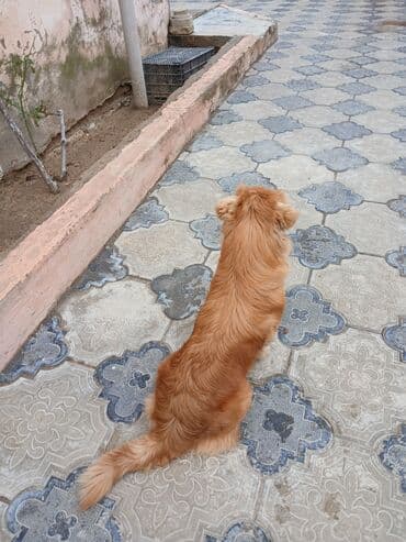 отдам в добрые руки шпица: Pekines, 1 il, Dişi, Pulsuz çatdırılma — 2