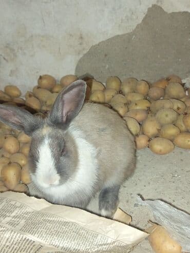 dovşanlar: Ev dovşanı - Cins/Tip: Evcil dekorativ dovşan - Rəng: Boz-krem ağ — 2