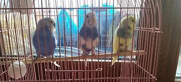 Животные: 🌟 Satılır: 2 erkek+ 1 maya tam qızğın quş 🌟 🐦 Canlı və sağlam, hər — 1