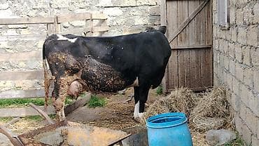 Козы, козлята: Sağlam heyvandı yeməyinə söz yoxdu kökdü balasız satılır 4 ay yarımdı — 2