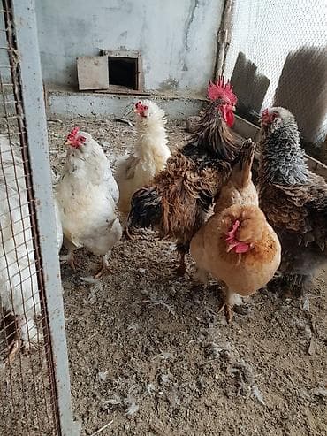 satdig quslar: Xoruz, il: 1, Ünvandan götürmə — 3