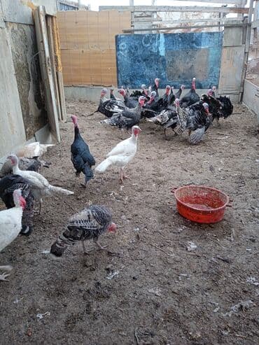 lider 55 cücələri: Hinduşka sürüsü satılır diri çəkisi 7 10 kq arası. Xoruz — 2