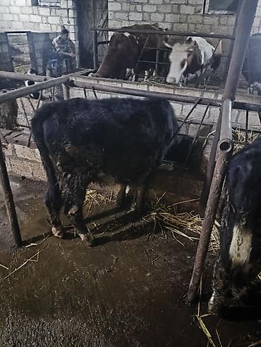 qala cinsi qoyun: Salam Yarım cins Danadı 6 aylıqdı Heç bir problemi yoxdu Sağlam — 4