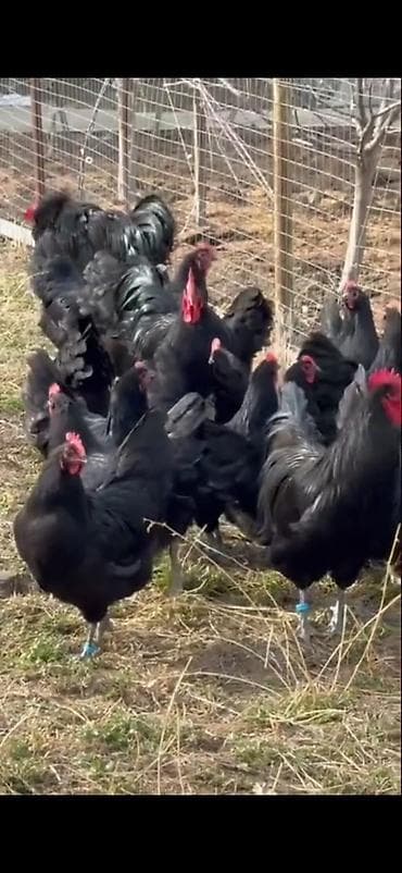 Quşlar: Astirolop toyuqları 11 eded satılır 2 xoruz 9 toyuq — 1