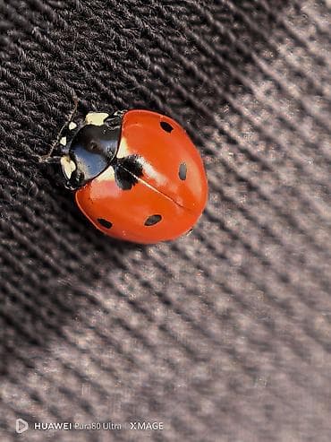 oneplus: Huawei Pura 70 Ultra, 512 GB, rəng - Qızılı — 5