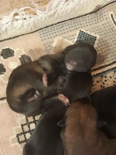 sadiq qusdar: 1 ay, Dişi, Sənədli, Ünvandan götürmə — 2