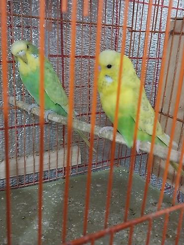 it cinsi adlari: Çex papuqayları satılır öz quşlarımın balalarıdır 5 aylıqdırlar hazır — 2