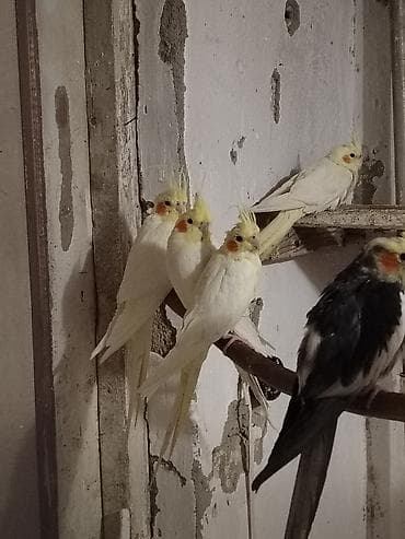lelekli heyvanlar: Damazlig korellalar satılır Məhsul təsviri: - Növ: Nimçika — 1