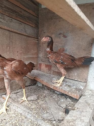 su qabi satisi: Salam Turk fereler 5 aylig qiymet cutune aiddi — 4