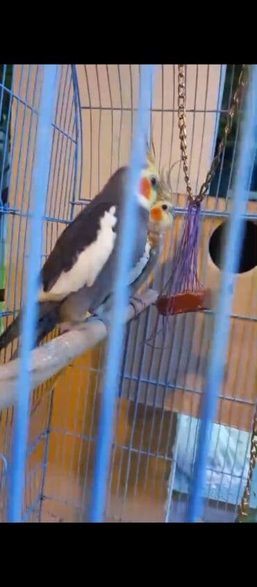 xamyak yuvası: Nimfa (Cockatiel) cütü və qəfəs dəsti - Növ: Nimfa tutuquşusu — 11