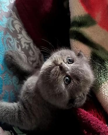 pisiklerin satisi: Şotland — 1