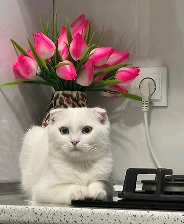 мальтипу цена баку: Шотладская вислоухая, Самец, В добрые руки, Платная доставка — 1