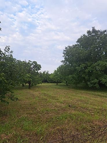 14 sot, Kənd təsərrüfatı, Kupça (Çıxarış)