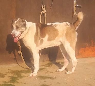 gence it bazari: Qurdbasar — 2