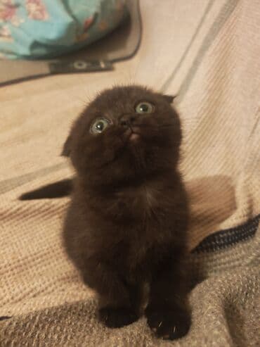 ağ pişiy: Şotland yastı qulaq, Dişi — 4