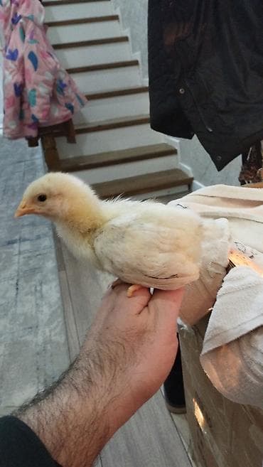 Digər heyvanlar: Lohman braun 3 gunluk 2.7 qepiy,,9 gunluk 3manat — 8