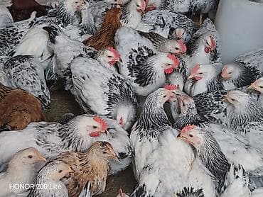 bildircin cucələri: 1.300 1.400Colpalar.Cadirilma mövcuddur.Sifaris ucun 070 377 00 12 — 1