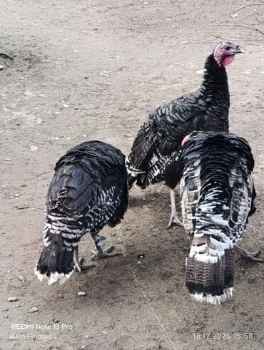 Dişi, Damazlıq, Ünvandan götürmə