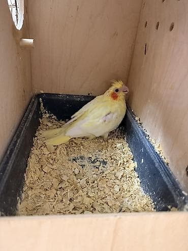 Nymph paraketləri (Cockatiel) – sarı və boz rəng variantları - Növ