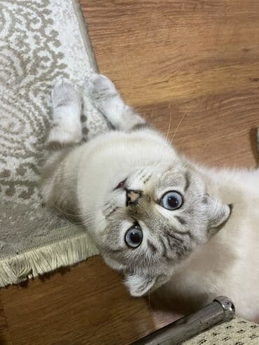 böyüməyən pişiklər: Şotland yastı qulaq — 3