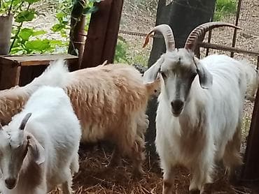 balaca dana: Zaqatalada qurbanlıq ücuntoxlular qoçlar və birdə görduyunuzkeçilər — 7