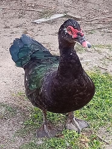 Moskva ördəyi (indo-ördək) – sağlam, iri cüssəli sürü. yumurtalarinin