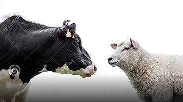 bere ceken: Holşteyn inək və quzu – təsərrüfat üçün ideal heyvanlar -Hər növ — 1