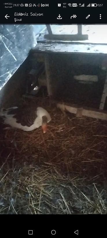 pitbull satisi: Yani balali qaz satilir. 10 ədəd altinda balasi var — 1