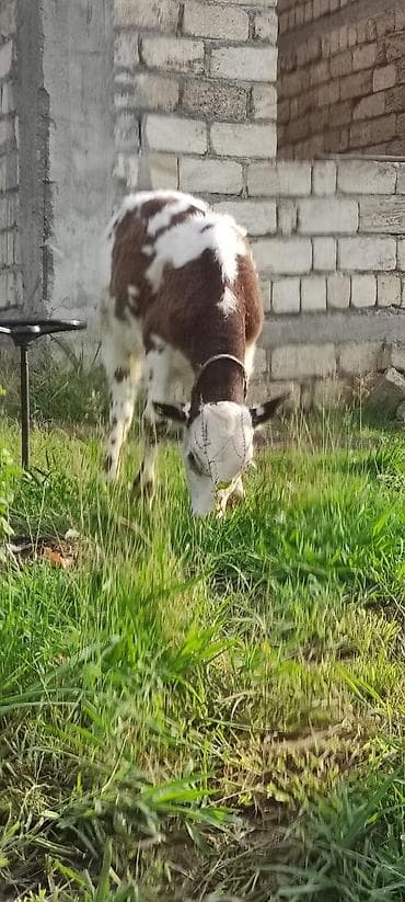 tovuz qusu satilir: Inək 3qarin hamilədi aberdin anros sordudu 6aydî yanındada 6ayliq — 8