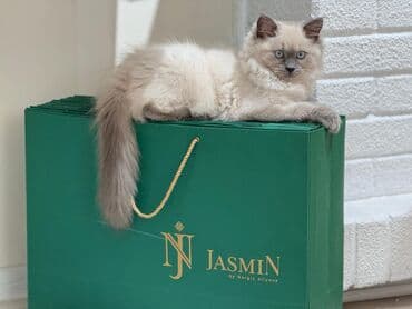 pişik sahiblendirme: Şinşilla, Erkək, Cütləşmə üçün — 7