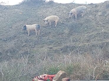 купить хамелеона в баку: Satılır: donuzlar (bir neçə baş)kəsilir əti verilir.cölləmə — 2