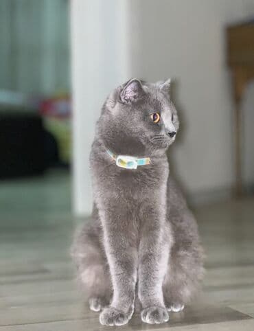 Digər heyvanlar: Şotland, Dişi, Ünvandan götürmə — 1