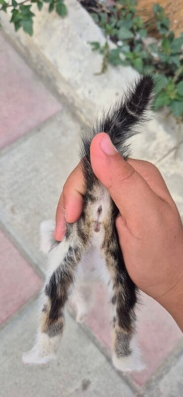 cins pişik: Erkək, Yaxşı əllərə, Ünvandan götürmə — 2