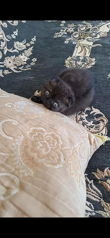 pişik tap az: Dişi — 3