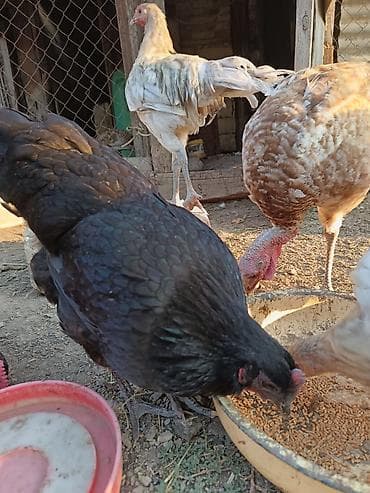 ev qus: Afstroloplqr Satılır: kənd toyuqları (qarışıq rənglər və cins — 4