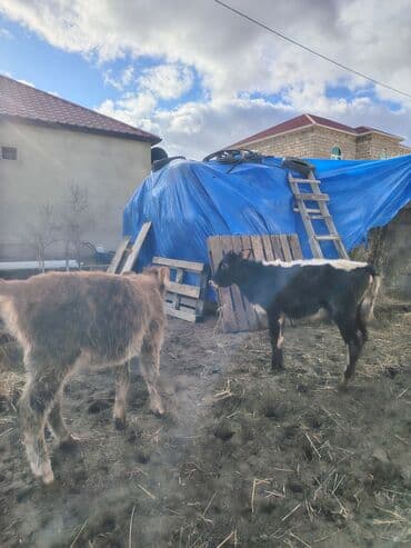 sudluk inekler satisi: Super aglam saxlamali danalardi — 7
