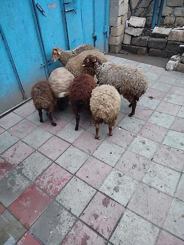 Dovşanlar: Quzu 8 quzudu 2 erkek 6 dişi sağlam saxlamalı quzulardi bir xirdasi — 2