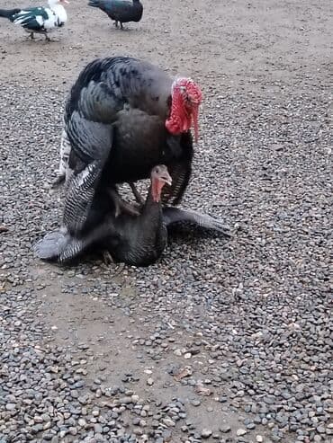 Salam. Elanı oxuyun, sonra əlaqə saxlayın. Şəkildəki ORJİNAL AMERİKAN lalafo.az -da Salam. Elanı oxuyun, sonra əlaqə saxlayın. Şəkildəki ORJİNAL AMERİKAN