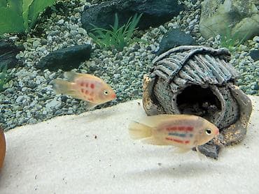 Tutuquşu balığı cüt