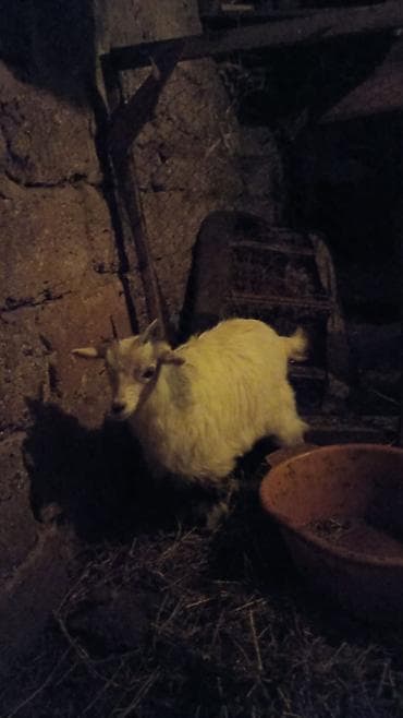 tap az heyvanlar: Heyvan 1nci qarına dişi bala ilə ana bala satılır balası 1ay — 3