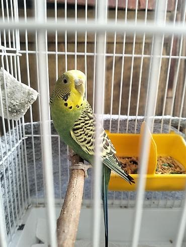 Digər quşlar: Növ: Dalğalı tutuquşu Rəng: Yaşıl bədən, sarı baş, qara-naqişli kürək — 1