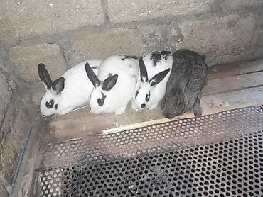 iri buynuzlu heyvanlar: 5 edeti 4disi di bogasdi bir ekedi 75m. qimet sondu — 2