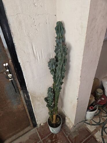 sine boyuden bitki: Qabda böyüyən, maraqlı formaya malik, hündür kaktus. O, evinizə səhra — 3