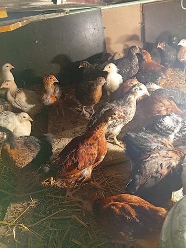 saman baki: Toyuq cücələri, Ətlik — 3